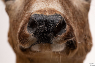 European roe deer mouth nose 0003.jpg